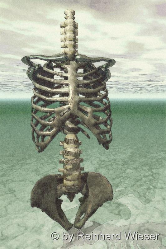 Skelett2.jpg - Der Torso